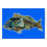 Saltwater Collection Greeting Cards