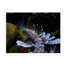 Saltwater Fish Postcard