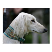 saluki cartes postales