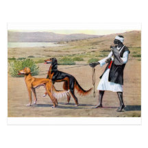 saluki cartes postales