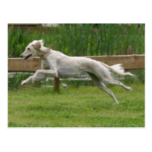 saluki cartes postales