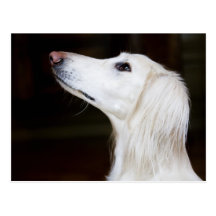 Saluki recherchant carte postale
