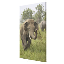 Salutation éléphant indien/asiatique, Corbett Toile Tendue Sur Châssis