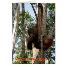 Salutations de photo d'orang-outan de l'Indonésie Carte De Vœux