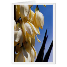 Salutations de yucca cartes de vœux