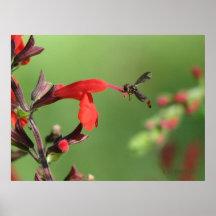 Salvia et abeille indigène affiche