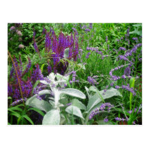 Salvia, Lavendar, Lambs ear Postcards