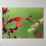 Salvia & Native Bee Posters