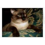 Sam Feline Leukaemia Survivor Greeting Card