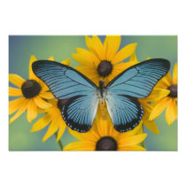 Sammamish Washington Photograph of Butterfly 22