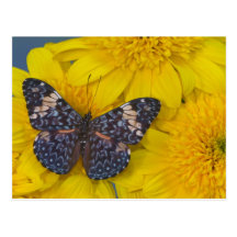 Sammamish Washington Photograph of Butterfly 43 Postcard