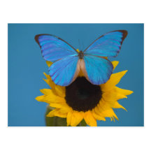 Sammamish Washington Photograph of Butterfly 57 Postcard