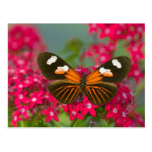 Sammamish Washington Photograph of Butterfly on 14 Postcard