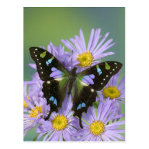 Sammamish Washington Photograph of Butterfly on 4 Postcards