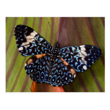 Sammamish, Washington. Tropical Butterflies 54 Post Card
