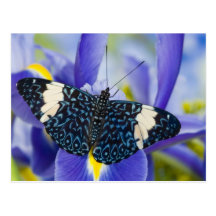 Sammamish, Washington. Tropical Butterflies 56 Postcards