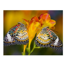 Sammamish, Washington. Tropical Butterflies 68 Post Card