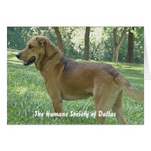 Sammy - The Humane Society of Dallas Card
