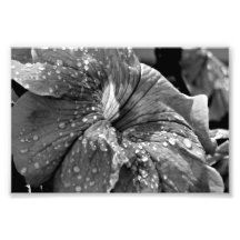 Sample - Photo Print