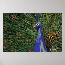 Sam's Bird Print