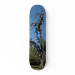 San Diego Shoe Tree In Morley Field Skate Decks