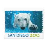 San Diego Zoo Polar Bear Postcard
