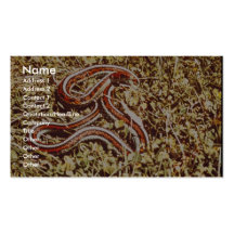 San Francisco garter snake Business Card Templates