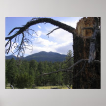 San Fransisco Peaks in summer Print