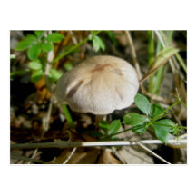 Sand Dollar Mushroom Postcard
