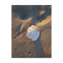 sand dollar on the beach postcards