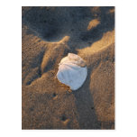 sand dollar on the beach postcards