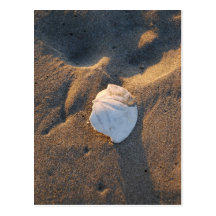 sand dollar on the beach postcards