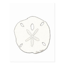Sand Dollar Postcard
