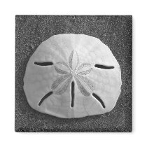 Sand Dollar Sea Shell Beach Magnet