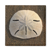 Sand Dollar Sea Shell Beach Magnet