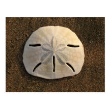 Sand Dollar Shell Beach Postcard (Colour Photo)