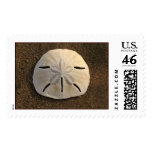 Sand Dollar Stamp (Colour)