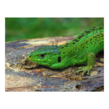 Sand Lizard Male Lacerta Agilis Art Photo