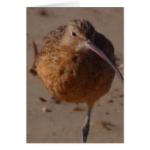 Sand Piper Big Sur California Painted Cards