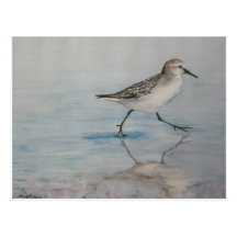 Sand Piper Bird Art Postcard
