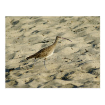 Sand Piper Bird, Bucerias Beach, Mexico Postcards
