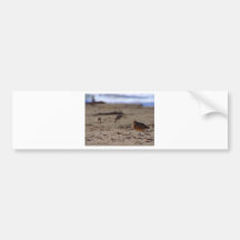 Sand Piper Bird Bumper Stickers