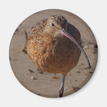Sand Piper Bird On Beach Refrigerator Magnet
