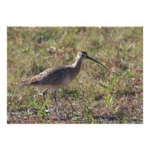 Sand Piper Invitation Cards