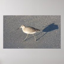 Sand Piper on Canvas Print