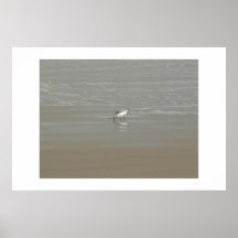 Sand piper. posters
