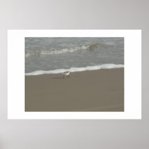 Sand Piper. Posters