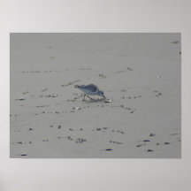 Sand Piper Print