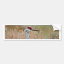Sandhill Crane Bumper Sticker