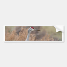 Sandhill Crane Bumper Sticker